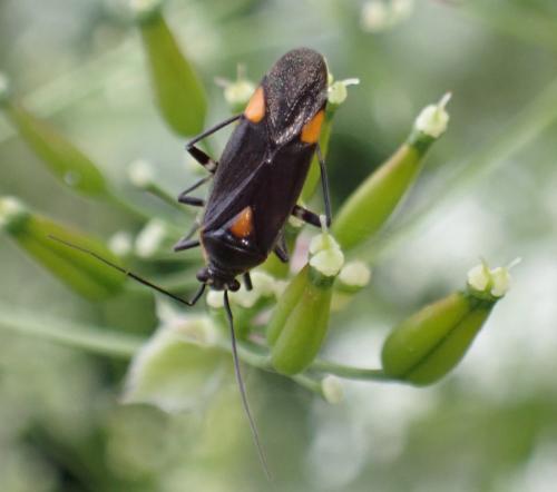 Réf. 310 171 : Capsodes flavomarginatus